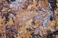 Feuilles et mycéliums (zone 3)